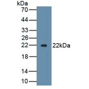 Western blot analysis of recombinant Mouse AVIL Protein.