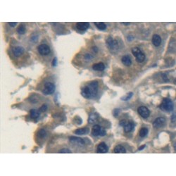 Fibroblast Growth Factor 10 (FGF10) Antibody