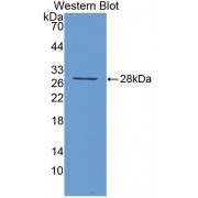 Western blot analysis of recombinant Mouse FBLN7.