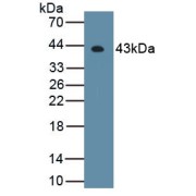 Western blot analysis of recombinant Mouse HDAC11 Protein.