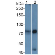 Western blot analysis of (1) Cow Serum, and (2) Human Milk, using Rabbit Anti-Cow LTF Antibody (1 µg/ml) and HRP-conjugated Goat Anti-Rabbit antibody (<a href="https://www.abbexa.com/index.php?route=product/search&amp;search=abx400043" target="_blank">abx400043</a>, 0.2 µg/ml)