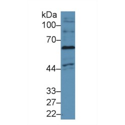 Nicotinamide Adenine Dinucleotide Phosphate Oxidase 4 (NOX4) Antibody