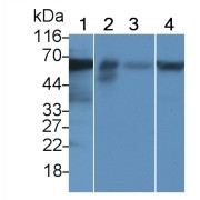 Western blot analysis of (1) Mouse Lung lysate, (2) Human Lung lysate, (3) Mouse Liver lysate, (4) HepG2 cell lysate, using Rabbit Anti-Human OCLN Antibody (2 µg/ml) and HRP-conjugated Goat Anti-Rabbit antibody (<a href="https://www.abbexa.com/index.php?route=product/search&amp;search=abx400043" target="_blank">abx400043</a>, 0.2 µg/ml).