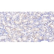 Immunohistochemistry analysis of paraffin-embedded Cow Kidney Tissue, with DAB staining, using Osteopontin (SPP1) Antibody (10 µg/ml) and HRP-conjugated Goat Anti-Rabbit antibody (<a href="https://www.abbexa.com/index.php?route=product/search&amp;search=abx400043" target="_blank">abx400043</a>, 2 µg/ml).