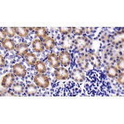 IHC-P analysis of Mouse Kidney Tissue, with DAB staining, using Rabbit Anti-Human PGLYRP2 Antibody (10 µg/ml) and HRP-conjugated Goat Anti-Rabbit antibody (<a href="https://www.abbexa.com/index.php?route=product/search&amp;search=abx400043" target="_blank">abx400043</a>, 2 µg/ml).