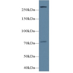 Phospholipase C Epsilon 1 (PLCe1) Antibody
