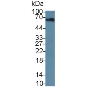 Western blot analysis of Cow Kidney Lysate, using Mouse Anti-BSA Antibody (2 µg/ml) and HRP-conjugated Goat Anti-Mouse antibody (<a href="https://www.abbexa.com/index.php?route=product/search&amp;search=abx400001" target="_blank">abx400001</a>, 0.2 µg/ml).