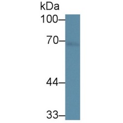 Bovine Serum Albumin (BSA) Antibody