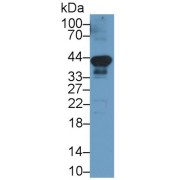 Western blot analysis of Rat Heart Tissue, using Mouse Anti-Rat CD274 Antibody (2 µg/ml) and HRP-conjugated Goat Anti-Mouse antibody (<a href="https://www.abbexa.com/index.php?route=product/search&amp;search=abx400001" target="_blank">abx400001</a>, 0.2 µg/ml).
