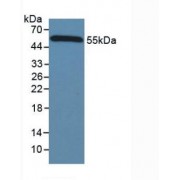 Western blot analysis of Mouse Serum, using HRP-conjugated Goat Anti-Mouse secondary antibody (1/5000 dilution).