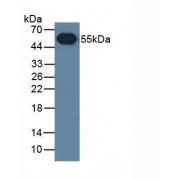 Western blot analysis of Rabbit Serum, using HRP-conjugated Goat Anti-Rabbit secondary antibody (1/4000 dilution).