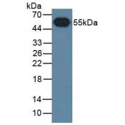 Western blot analysis of Rabbit Serum, using HRP-conjugated Goat Anti-Rabbit secondary antibody (1/4000 dilution).