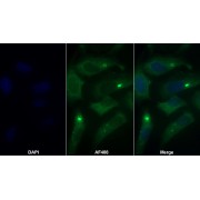 IF analysis of U2-OS cells, using Myeloperoxidase (MPO) antibody (30 µg/ml) and AF488-conjugated Goat Anti-Mouse antibody (<a href="https://www.abbexa.com/index.php?route=product/search&amp;search=abx400061" target="_blank">abx400061</a>, 2 µg/ml). DAPI was used as a nuclear stain (blue).