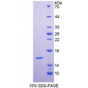 SDS-PAGE analysis of Human GCA Protein.