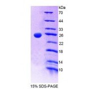 SDS-PAGE analysis of recombinant Mouse GCA Protein.