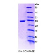 SDS-PAGE analysis of Mouse GGPS1 Protein.