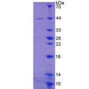 SDS-PAGE analysis of Mouse GRPR Protein.