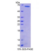 SDS-PAGE analysis of Human GMNN Protein.