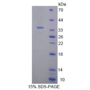 SDS-PAGE analysis of Rat GMNN Protein.