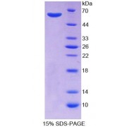 SDS-PAGE analysis of Human GTF2A1 Protein.