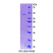 SDS-PAGE analysis of recombinant Mouse LIM2 Protein.
