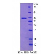 SDS-PAGE analysis of Mouse LRDD Protein.