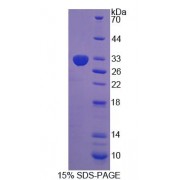 SDS-PAGE analysis of Rat LRDD Protein.