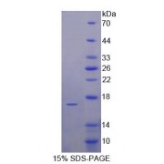 SDS-PAGE analysis of recombinant Human UPK1A Protein.