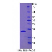 SDS-PAGE analysis of Mouse UPK1A Protein.