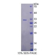 SDS-PAGE analysis of Rat USP1 Protein.
