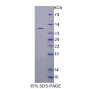 SDS-PAGE analysis of Rat VNN1 Protein.