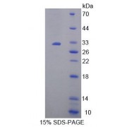 SDS-PAGE analysis of Mouse MFN1 Protein.