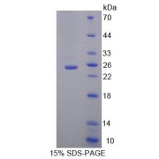 SDS-PAGE analysis of Mouse MOCS1 Protein.