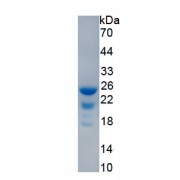 SDS-PAGE analysis of recombinant Mouse MEF2A Protein.
