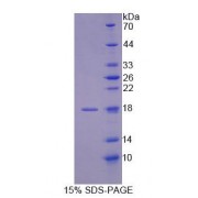 SDS-PAGE analysis of Human NUTF2 Protein.