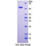 SDS-PAGE analysis of Human NCF1 Protein.