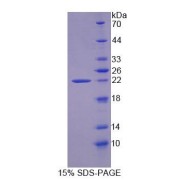 SDS-PAGE analysis of recombinant Mouse OLFM3 Protein.