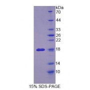 SDS-PAGE analysis of Human OSTM1 Protein.