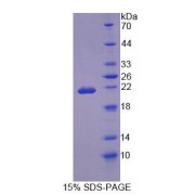 SDS-PAGE analysis of Rat OSTM1 Protein.