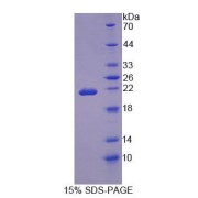 SDS-PAGE analysis of Rat OSTM1 Protein.