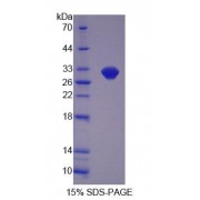SDS-PAGE analysis of Mouse OVGP1 Protein.