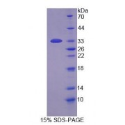 SDS-PAGE analysis of Human PADI1 Protein.