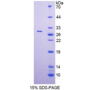 SDS-PAGE analysis of Human POLa1 Protein.