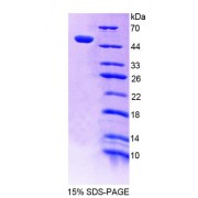 SDS-PAGE analysis of Human POLd Protein.