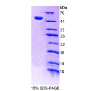 SDS-PAGE analysis of Human POLd Protein.