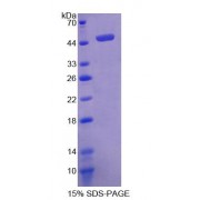SDS-PAGE analysis of Mouse PDPN Protein.