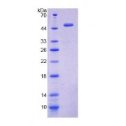 SDS-PAGE analysis of Mouse PPHLN1 Protein.