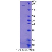 SDS-PAGE analysis of Human PTBP1 Protein.