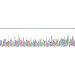 Human Polypyrimidine Tract Binding Protein 1 (PTBP1) Protein