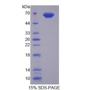 SDS-PAGE analysis of Human PUF60 Protein.